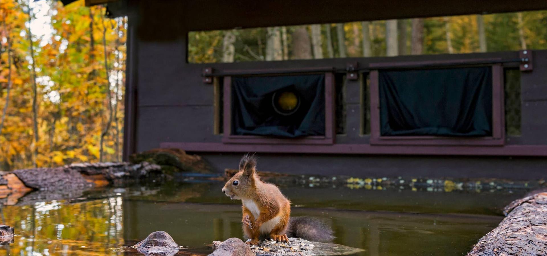 En ekorre sitter på en sten i en liten damm framför ett fotogömsle