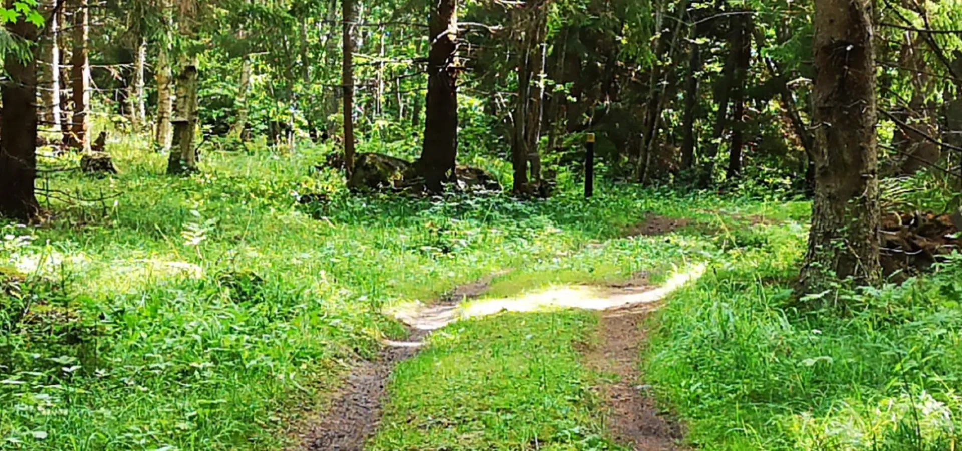 Stig i skogen Axmar