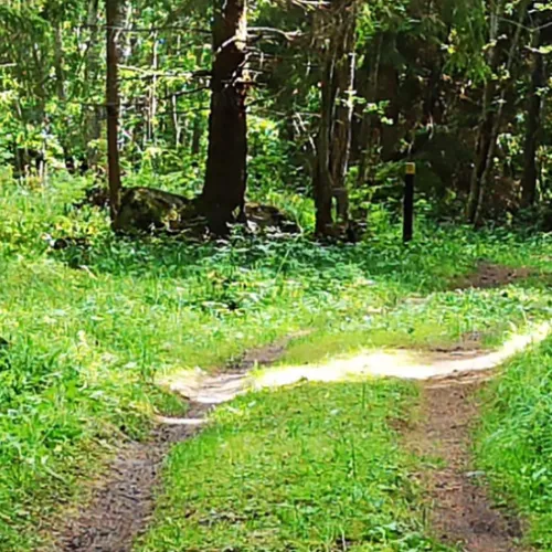 Stig i skogen Axmar