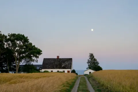 Rågfält mot havet och hus