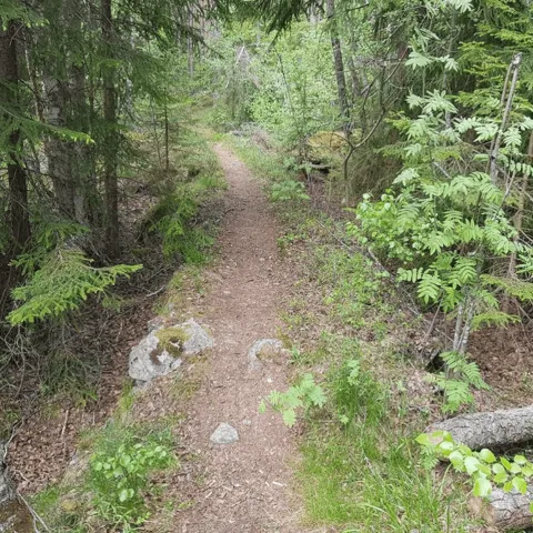 Flottningsstigen genom grön blandskog