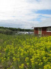 Fält mot vattnet på Limön