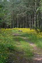 Skogsglänta på Limön