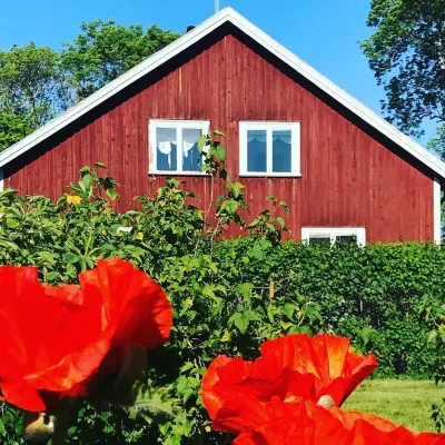 Röd blomma i förgrunden mot ett rött trähus och gröna buskar emellan samt en blå himmel