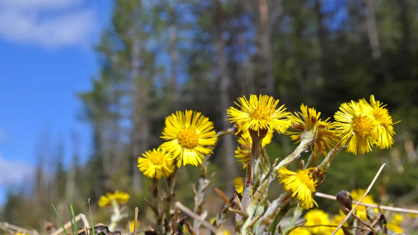 Tussilago - ett säkert tecken på att våren är här