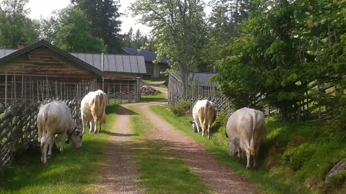 Fäbodar i Sverige